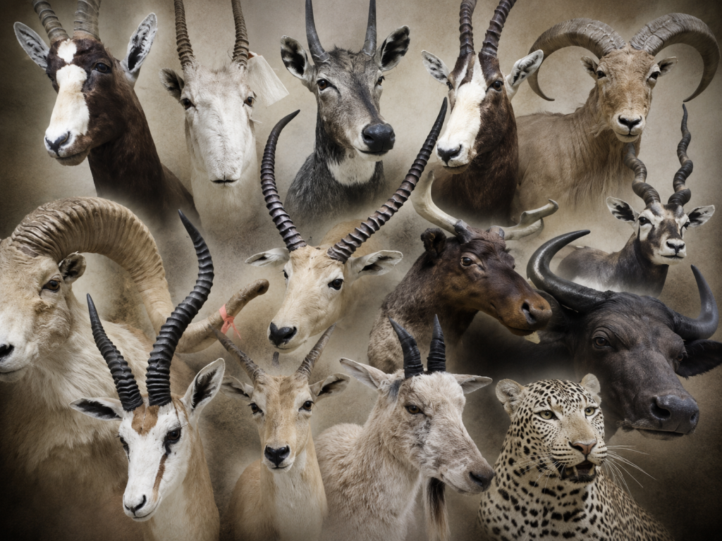 Taxidermy Collection
